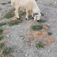 گوسفند و بز|حیوانات مزرعه|ایرانشهر, |دیوار