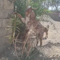 ی عدد رخش برای قربان شما..