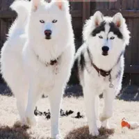 فروش. واگذاری|سگ|لار, |دیوار