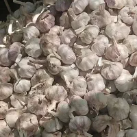 سیر خشک همدان