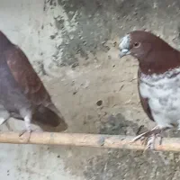 کبوترپرشی|پرنده|قم, زینبیه|دیوار