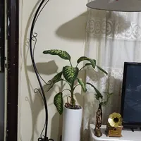 اباژور فرفوژه