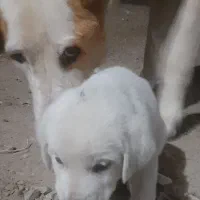 توله ماده|سگ|گنبد کاووس, |دیوار