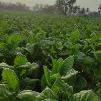 تنبک جاسکی|سازهای سنتی|میناب, |دیوار