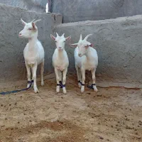 بزسانن بزغاله اصل