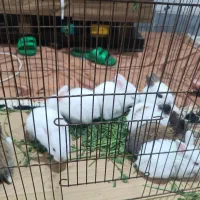 خرگوش پشمالو