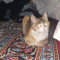 گربه یه هفته هست برنگشته خونه|حیوانات|اردبیل, |دیوار