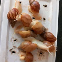 حلزون‌آلبینو