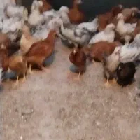 جوجه مرغ 3ماه