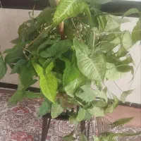 گل زیبا|گل و گیاه طبیعی|مهاباد (آذربایجان غربی), |دیوار