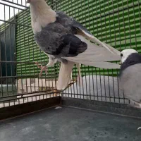 کبوتر پرشی|پرنده|تهران, ائمه اطهار|دیوار