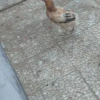 معاوضه مرغ با جوجه