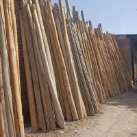 از سقف دراومده سالم وپوسی همون دام تیری خریداریم|خدمات باغبانی و درختکاری|دشتابی, |دیوار