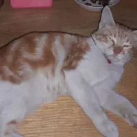 واگذاری رایگان گربه ماده زرد و سفید|گربه|قائم‌شهر, |دیوار