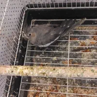 عروس هلندی سینامو ماده