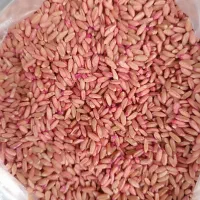 بذر گندم دیم صدرا مادری