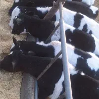 گوساله نژادی|حیوانات مزرعه|جعفرآباد, |دیوار