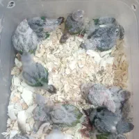 گرینچیک جوجه معاوضه با بالغ
