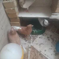 کبوتر