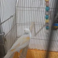 قناری موزایکی|پرنده|شاهینشهر, فردوسی|دیوار