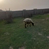 گوسفند جوان ترکمنی