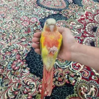 گرینچیک|پرنده|محمدشهر, همایون ویلا|دیوار