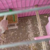 یک فنج نر به فورش میرسد