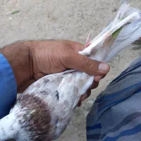نر کفتر|پرنده|نهاوند, |دیوار