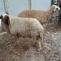 گوسفند