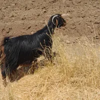 ۲۰۰۰۰۰۰۰|حیوانات مزرعه|صحنه, |دیوار