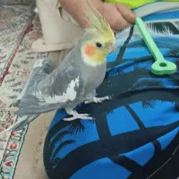 عروس هلندی|پرنده|مشهد, منزل آباد|دیوار