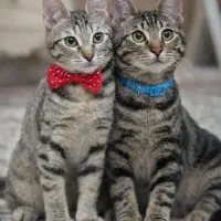 واگذاری گربه رایگان با تمام وسایل