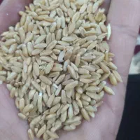 گندم سفید درجه یک آذر 2وگندم ابی 3چهار تن|خدمات باغبانی و درختکاری|کوهدشت, |دیوار
