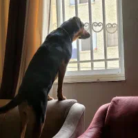 سگ هارهوند دوبر|سگ|رشت, گلزاران|دیوار