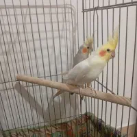 یه جفت طوطی عروس تعویض با قناری