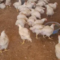 فروش مرغ گوشتی