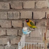 طوطی کتوله نرمعاوضه ای