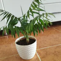 دانه ۲۰۰ طبیعی و شاداب