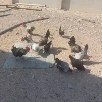 مرغ و خروس|حیوانات مزرعه|کاکی, |دیوار