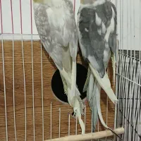 عروس هلندی|پرنده|زید آباد, |دیوار