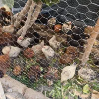 فروش تعدادی مرغ و خروس بومی یکجا