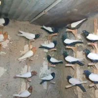 تعداد 18تا سینه کله