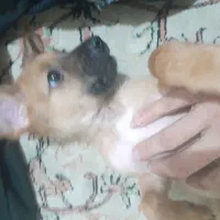 توله سگ