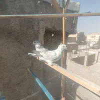 کفتر پرشی|پرنده|چهارباغ, |دیوار