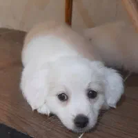 واگذاری توله اشپیتز|سگ|یزد, |دیوار