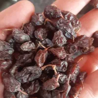 کشمش بیدانه افتابی|خوردنی و آشامیدنی|رشت, گیل|دیوار