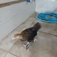 مرغ وجوجه