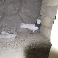 دمگیر سیاه پشت طوقی|پرنده|اصفهان, براآن شمالی|دیوار