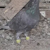 سار شکلاتی مقبول کفتر بم به ضمانت|پرنده|فریمان, |دیوار