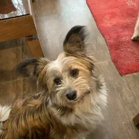 یورکشایر|سگ|تهران, صاحبقرانیه|دیوار